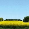 Faller 180504 - Fondale Ostholstein - H0