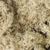 Woodland scenics L166 - Lichene, colore naturale
